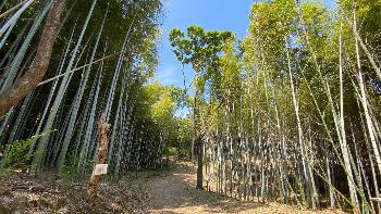 竹林の風景