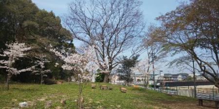 桜の風景