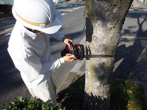 職員が樹木をチェーンソーで切ろうとしている様子
