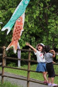 こいのぼりを一生懸命捕まえようとする子供の写真