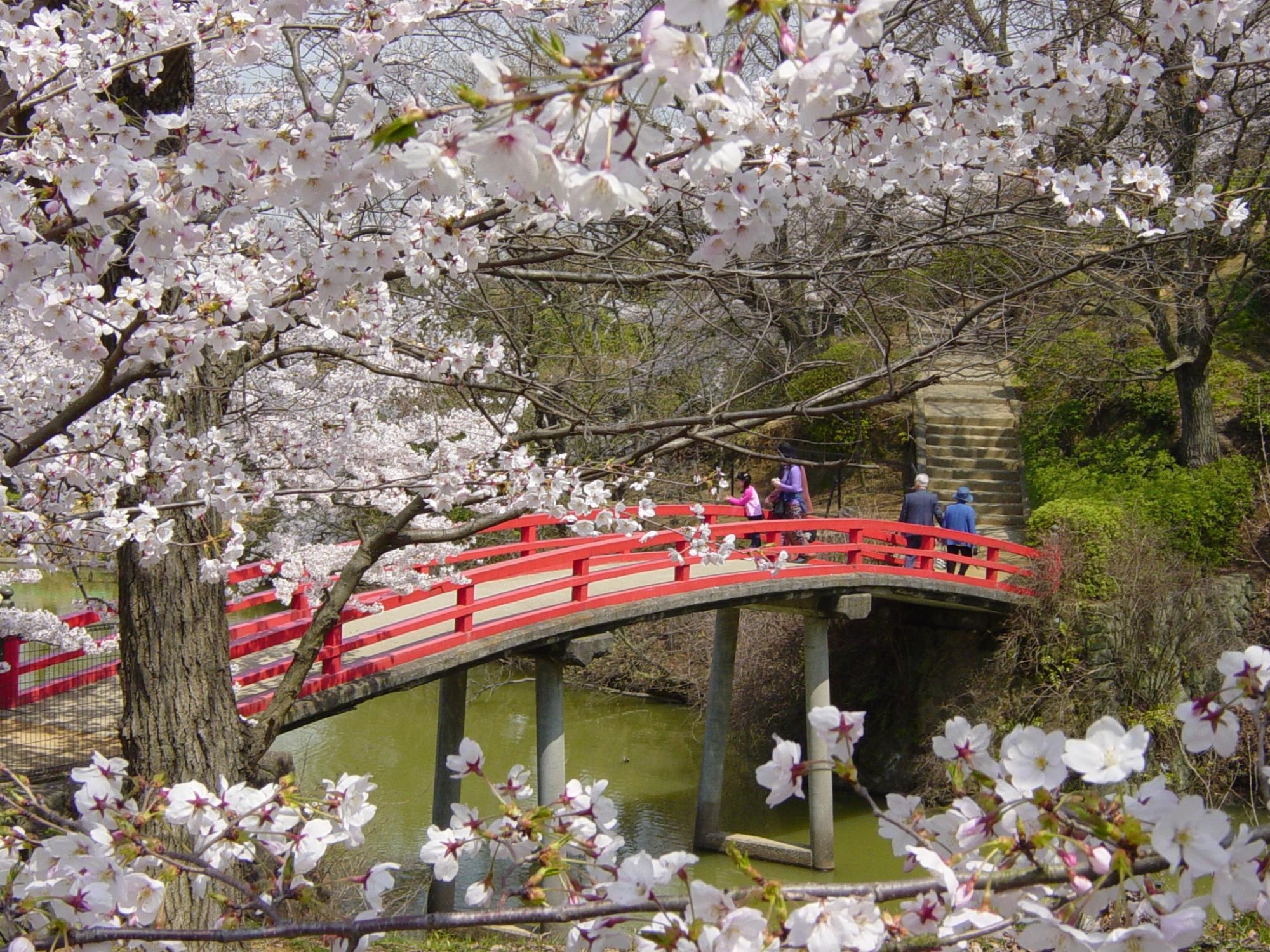 水間公園「愛染橋」の写真です