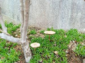オオシロカラカサタケが茶色くなった写真